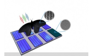 从蝴蝶翅膀获得灵感  科学家开发高效和低成本的