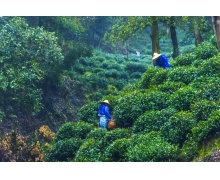 蚂蚁新村贵州茶叶 结束了没有中国驰名商标历史