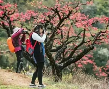 桃花的花期通常在什么时候 蚂蚁新村12月24日答案