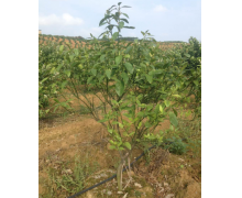 黄化病的高发季节是夏季吗 植物黄化病蚂蚁新村