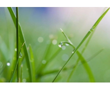 蚂蚁新村雨水有三候 雨水有三候的三候是什么