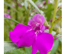 古代女子用凤仙花还是山茶花作为美甲材料 蚂蚁