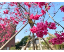 雨后适合花粉过敏者外出吗 蚂蚁庄园答案      