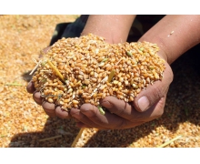 统计局：稻谷、小麦两个口粮品种连续多年产大